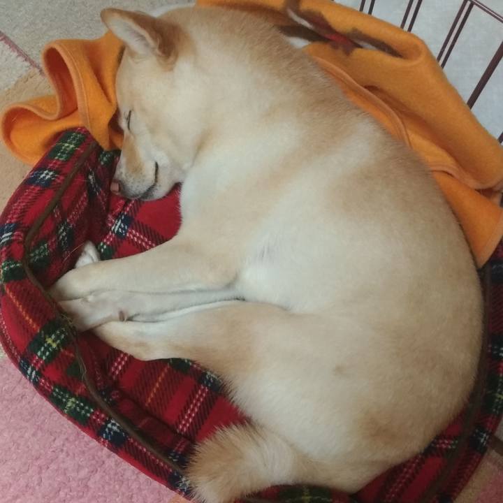 018fdf26 cec9 4486 ae3c 2d4556d0034b 1541938588950