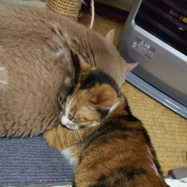 01950b8f 0eec 457b bae1 5ca953dbb56e 1544790601769