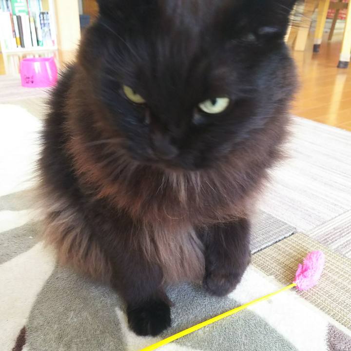 019616cd b891 4a31 8d64 e1af7933df76 1549845758079