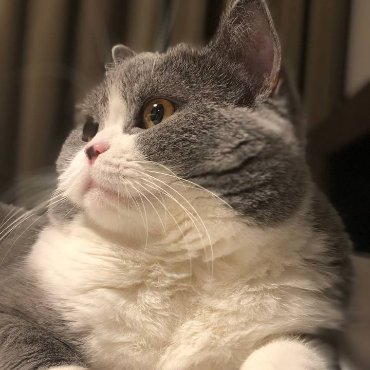 0198c80c 14b5 4714 8090 3bb29bf2ea00 1510920895822