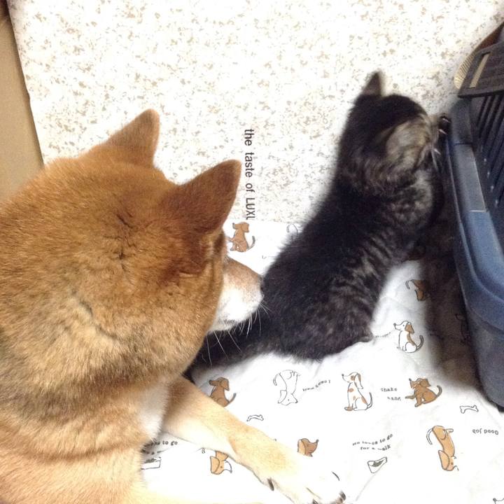 0199f35b dce7 40dd b52a ba0076395b6e 1526805602118