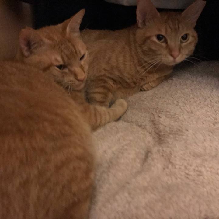 019a8a36 538d 4554 bc1d 27713d2cf954 1595002550725