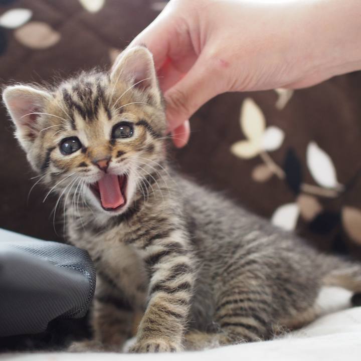 019ae6b2 0b39 41ec bacf 966084ab2591 1560579316081