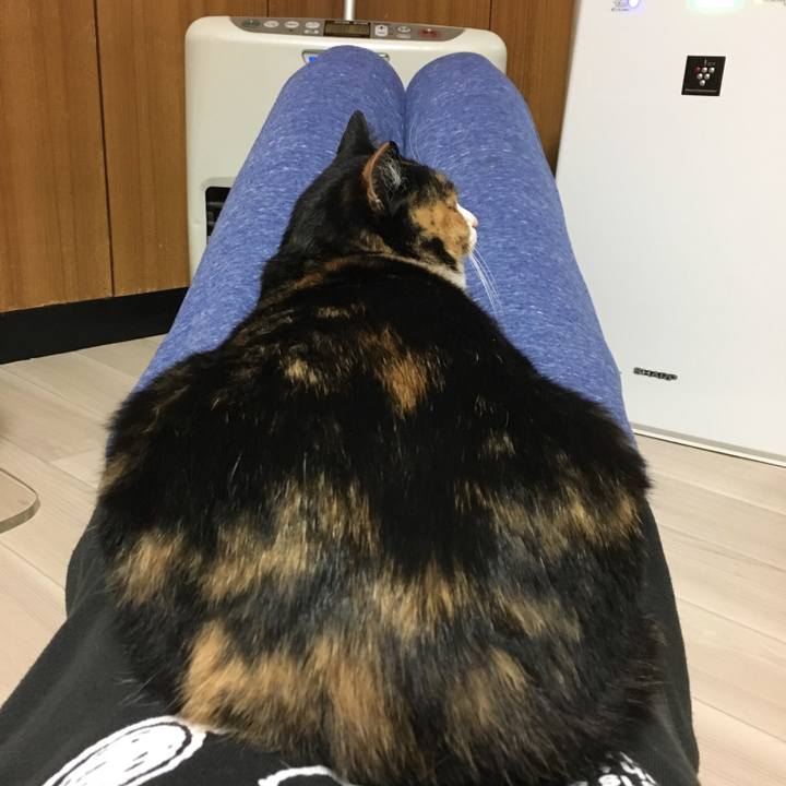 019e8ea4 bf2e 4aec 90bc b2b0c2b353a1 1515929886558