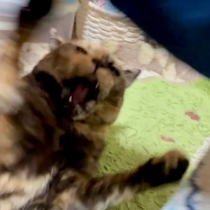 019f3cba c887 4b31 b361 3dd48963cfee 1766579644960