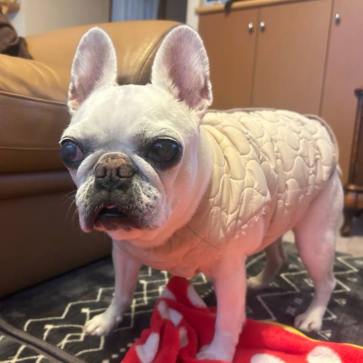 019f4aca 4d01 4495 b9d6 54c26ec6f49b 1767164162271