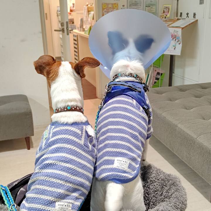 01a0bdfc ef38 4772 bb38 c962d19a20c7 1669455670659