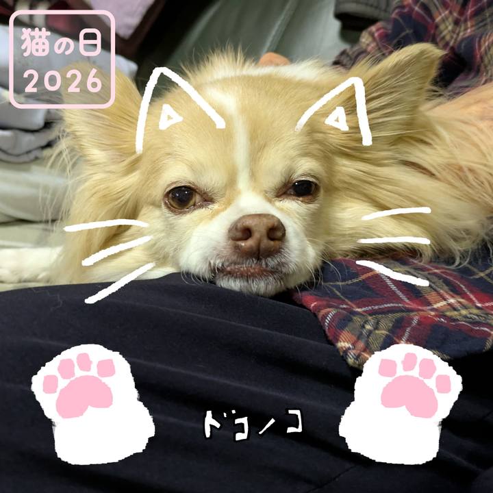 01a19b1a 7ddc 4887 8129 ff11d642f55d 1771734115407