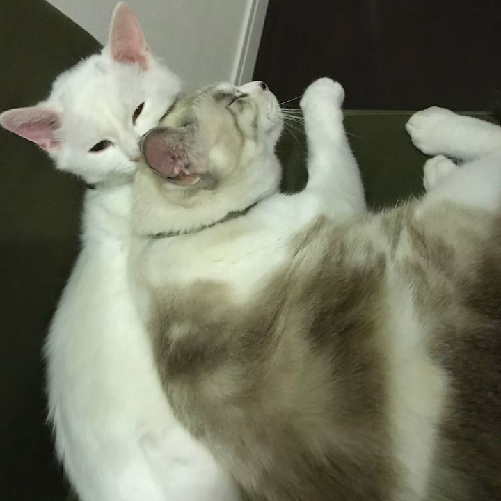 01a444d3 1fdd 40ea 8839 ba045682ca90 1510056887008