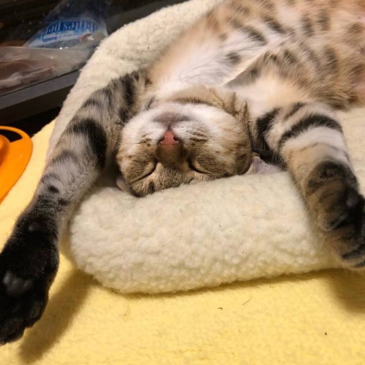 01a6cbc9 d8a1 4358 a4fe f8c0e0c32d2f 1593937398537