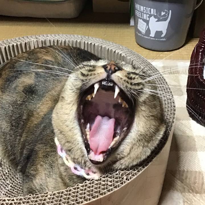 01a711f2 938a 474c a397 adc1140c770b 1697964010249