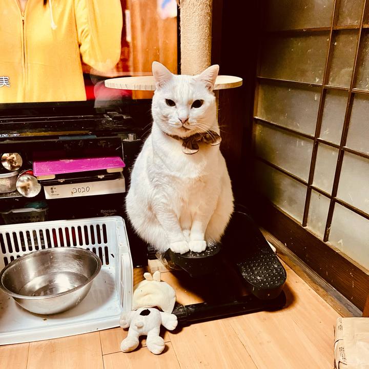 01ae7053 164f 41a1 af5e 316586970bb7 1767554090504