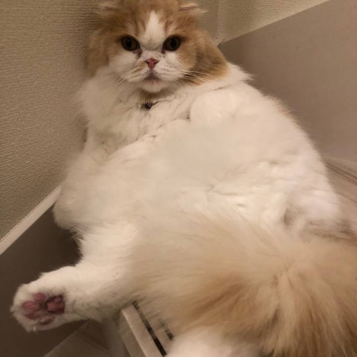 01b04bf5 a3c7 4101 b48c 4ef7c03531c1 1636805804987