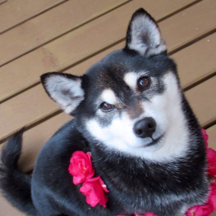 01b60066 40fe 4754 8c1a 1daa4a04793e 1549668230935