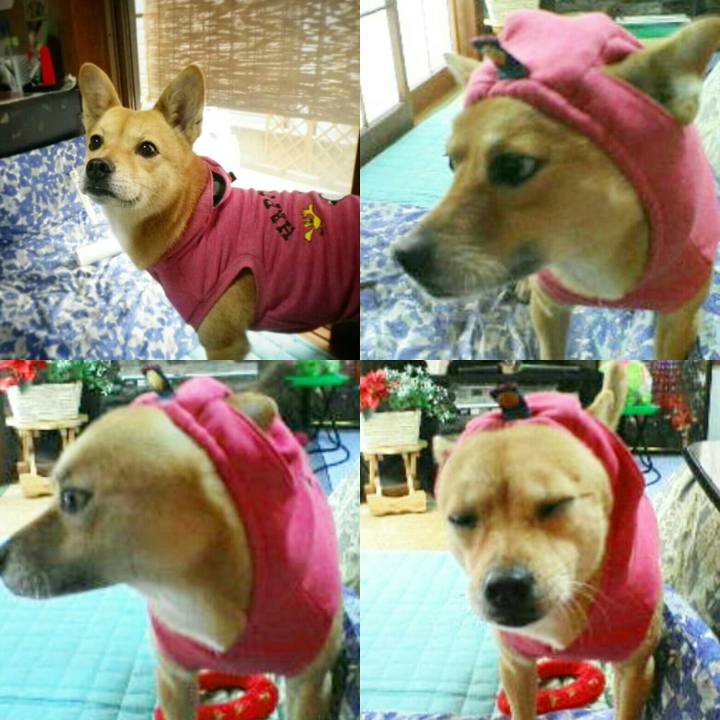 01b8d036 30c8 4263 8b57 bae1831c284b 1560611360169