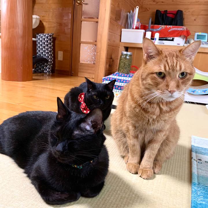 01bbdd0b 40ff 4288 826b e6217e356bb2 1591855159710