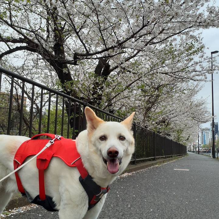 01bcbec0 da9c 49af a1bc 45427f606d16 1775268791724