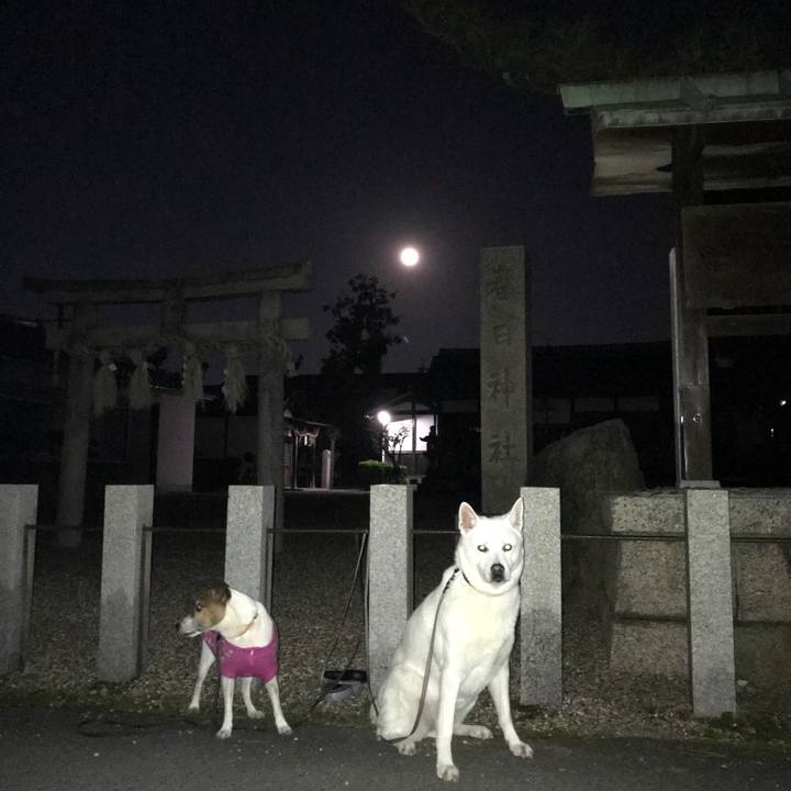 01c1a7f1 6983 4f2a a54a 7c6c2852d28c 1512299835946