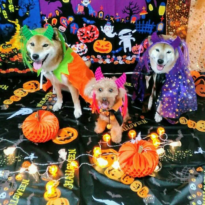 01c1a8e6 d1bf 4e05 8f35 339671c51411 1572488699344