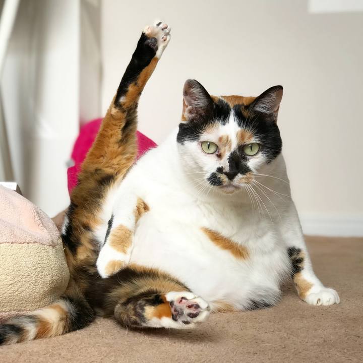 01c3fb1a 6fc3 44be b4ed 555cf5879ec1 1513740348828