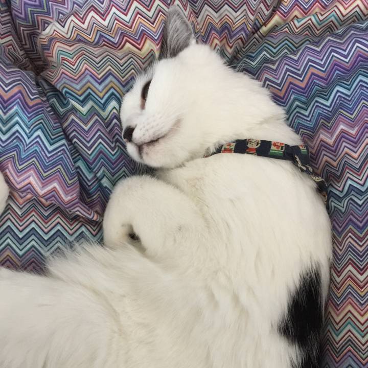 01c72665 a59b 4880 9cdb e074756a39f7 1511051516254