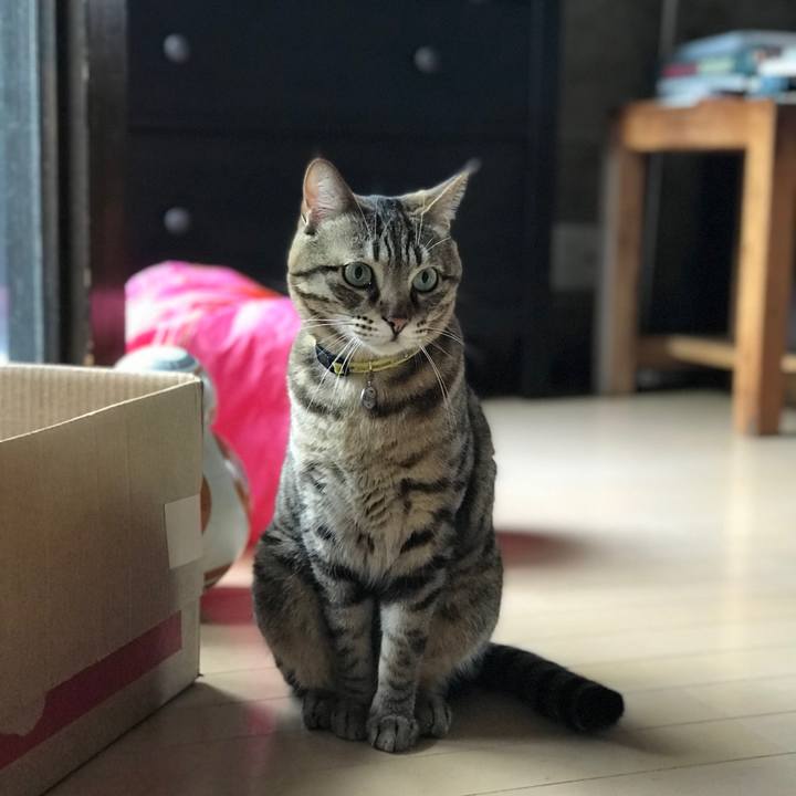 01c829da ac3b 4375 967b 92f74df6a96c 1526116687338