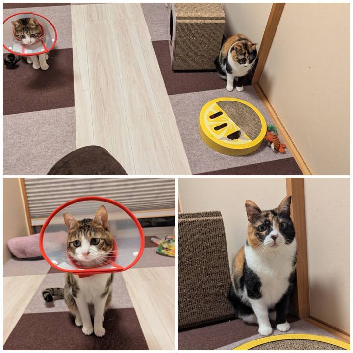 01ca872e e86b 4e74 b119 bab1e8d6d0fe 1773382979618