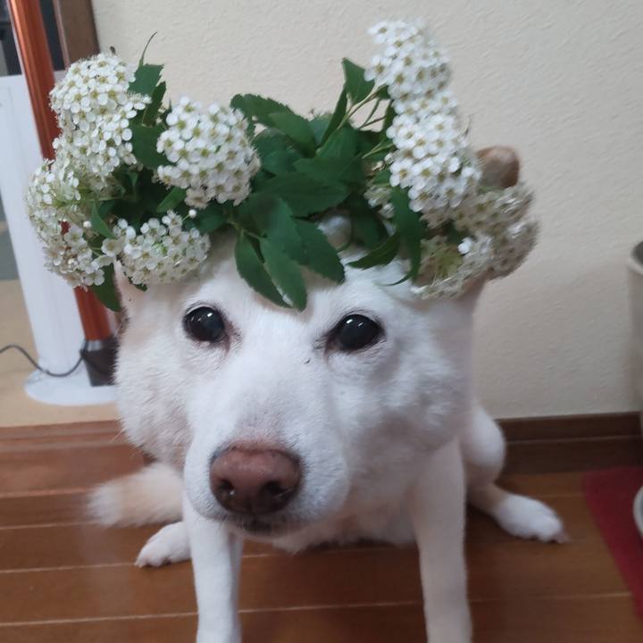 01cf8999 e6fd 48e2 8b48 6ead2b70e8de 1683258229572