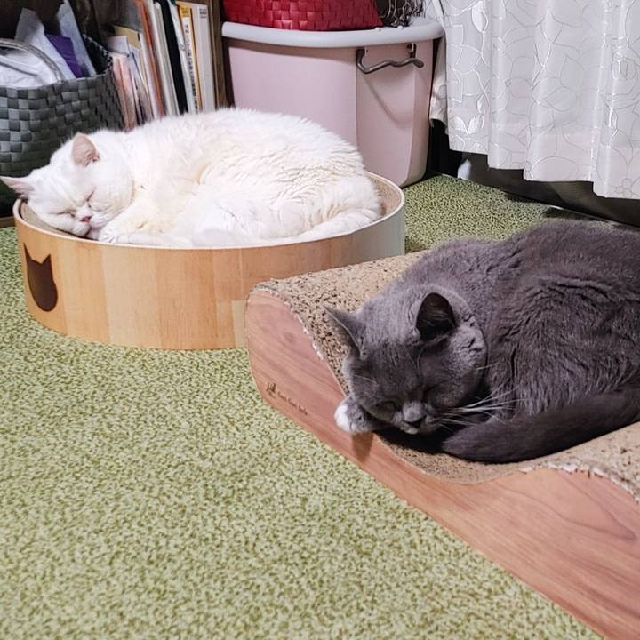 01d00fd5 1ad0 43dc 825b a089396f3e13 1763562702661