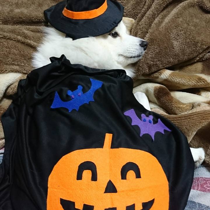 01d2c97e 8a0d 404c 8bef 6ea8e6c8bb96 1540948585053