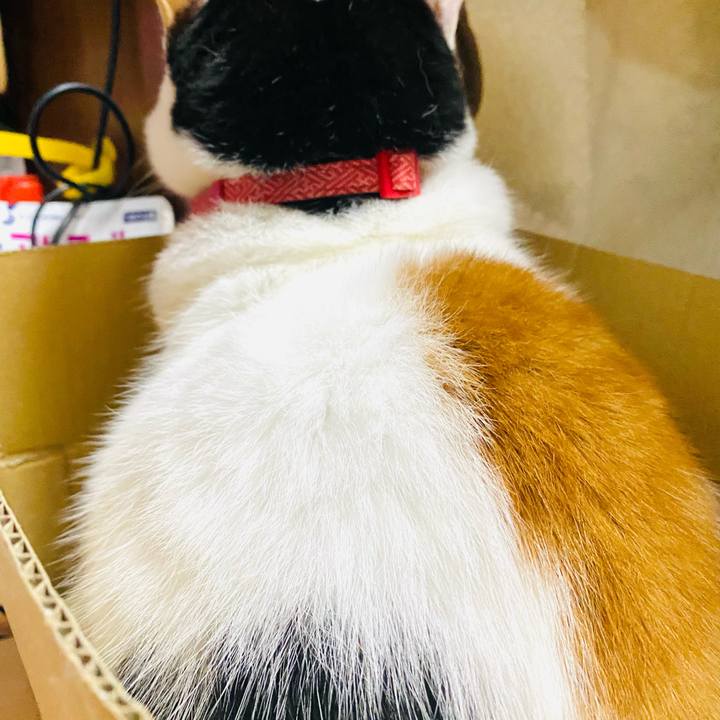 01d4e418 54c3 486f 9cfd 6f74f569f69c 1762091170224