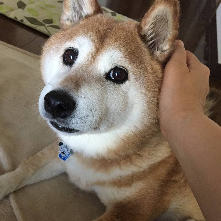 01d50a39 9186 4486 bc4c a4ab0dffebe2 1527858288113