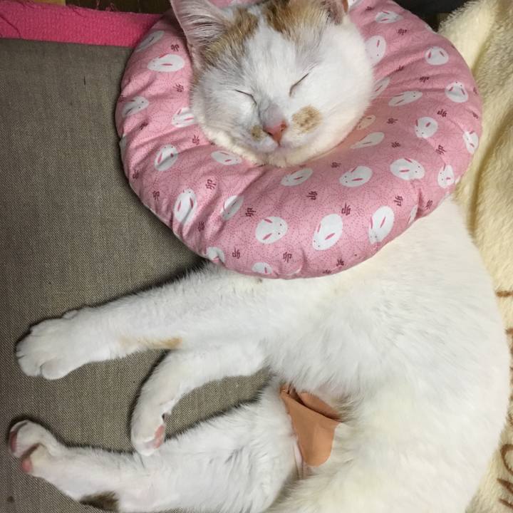 01d51bc0 d4c7 4c63 b0cc 895c923dd9bd 1549980380210