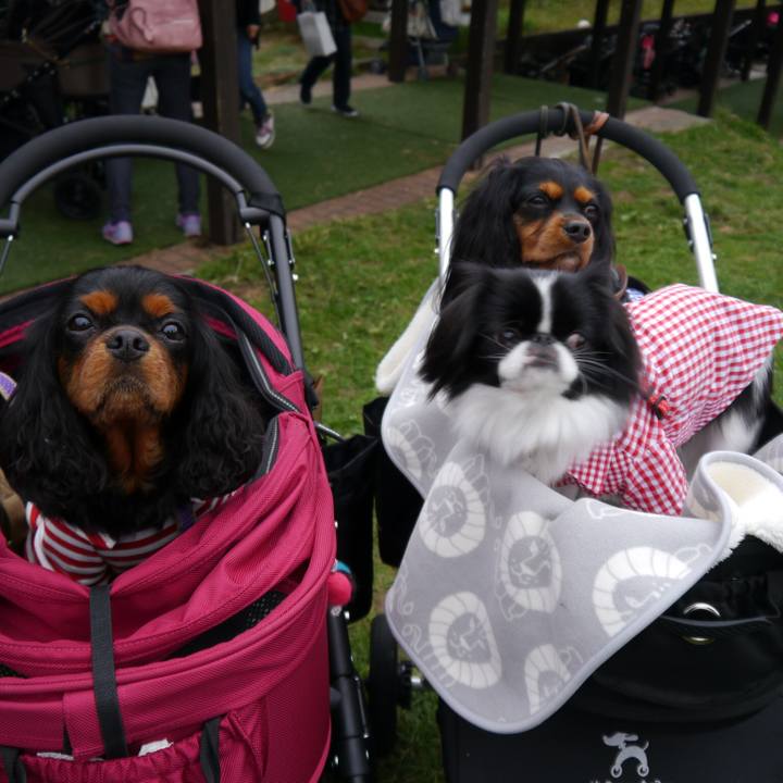 01d70538 ae71 457a 9487 7c2a6d1057e3 1510724522071