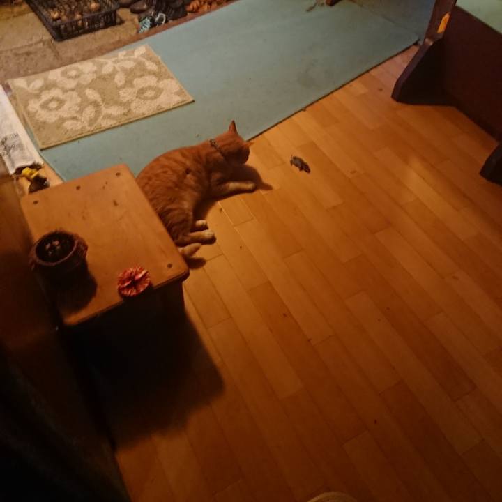 01d9159c 3610 4500 9db5 a76466c3ee61 1572295974557