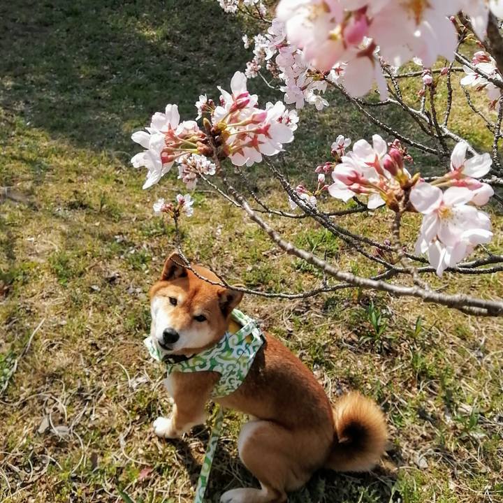 01da448a 3c4d 48ef 9149 37ae28c62545 1584948976796