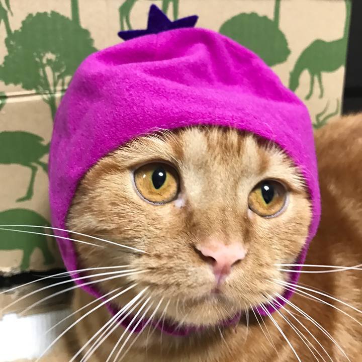 01de02cc 57bb 4df7 835c e7e569689b10 1518829142715