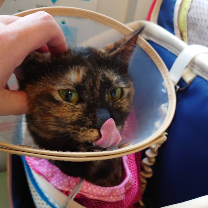 01e2ab7a 78a9 43bb a79a 0744816555d9 1634389310676