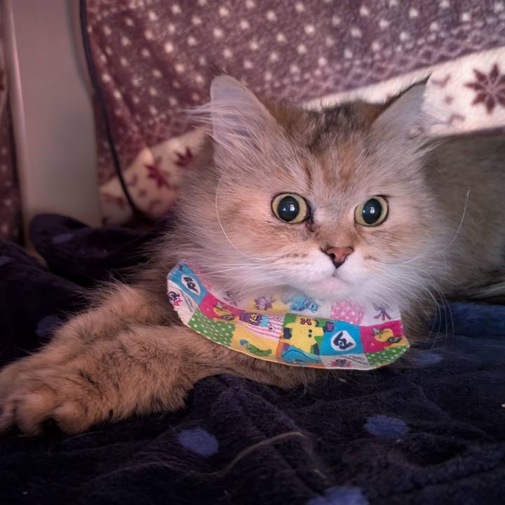 01e56224 2271 417f b19c 459bae03666b 1744157369698