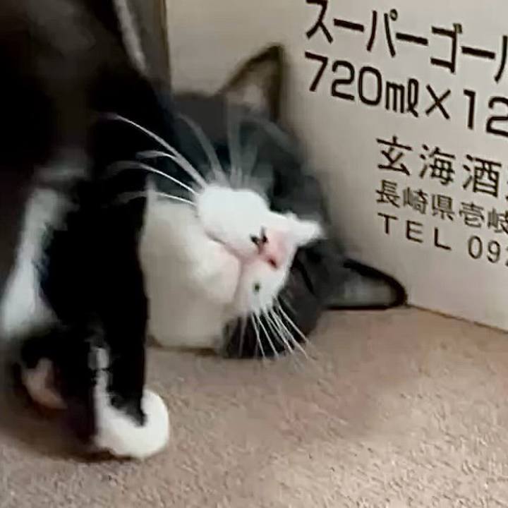 01e61ed7 d1ba 4259 8d63 bf91f11b145f 1761531741884