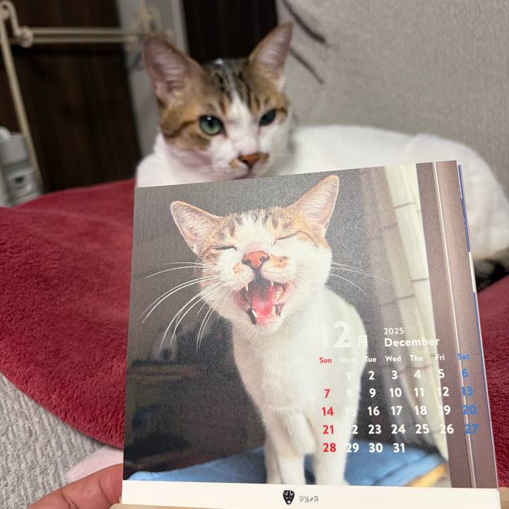 01ea3fe7 40bc 4c82 a877 caa69ff0b788 1764714990151