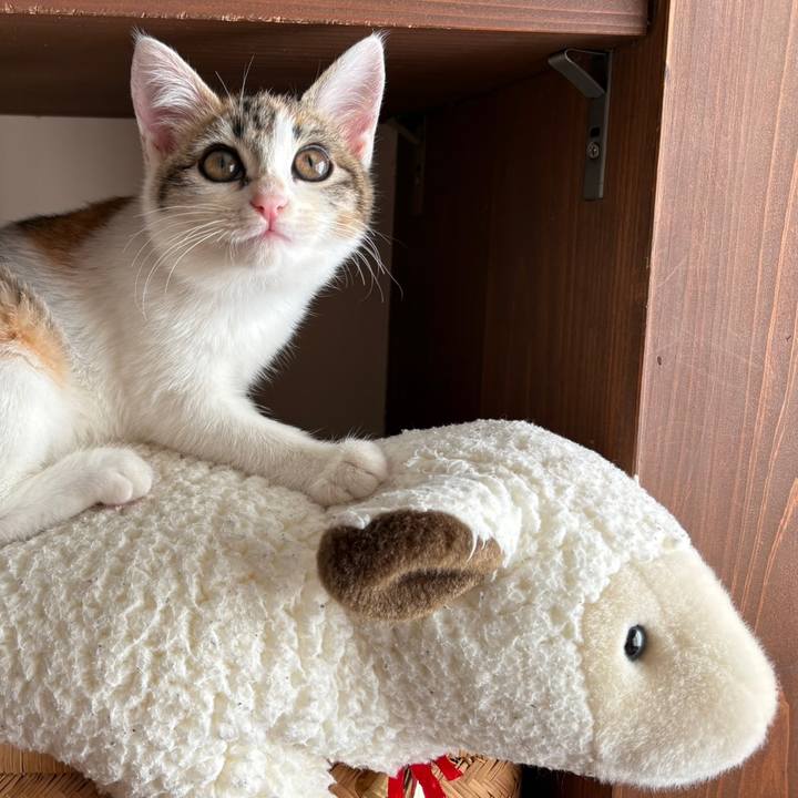 01eaa331 7560 4ca9 b3c7 9a7bfafb97ca 1766102386602