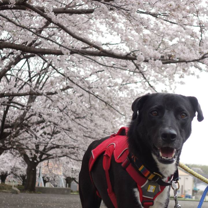 01ecfe4e e4fe 470e 8cf1 d9e78c722eea 1585356610026