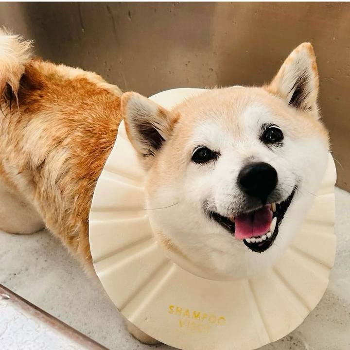 01eebc68 f754 4eaa a770 4cb66f07dc02 1758606010920