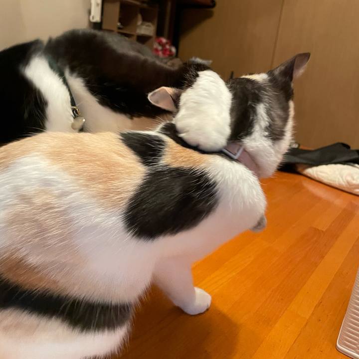 01f078d5 3cfa 4ef2 b2e4 76e5abf39742 1740231181527