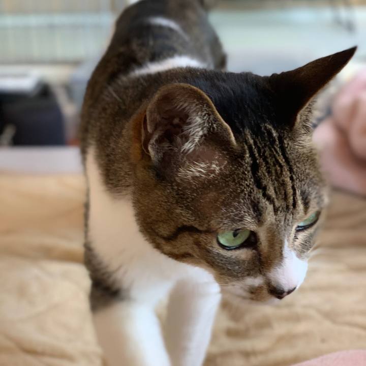 01f28534 7474 4bed b0de ce7d20b480ce 1584666441821