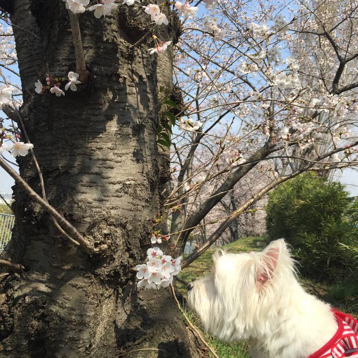 0200042f b717 40ac 8e11 4b57a6943d8a 1522130315395