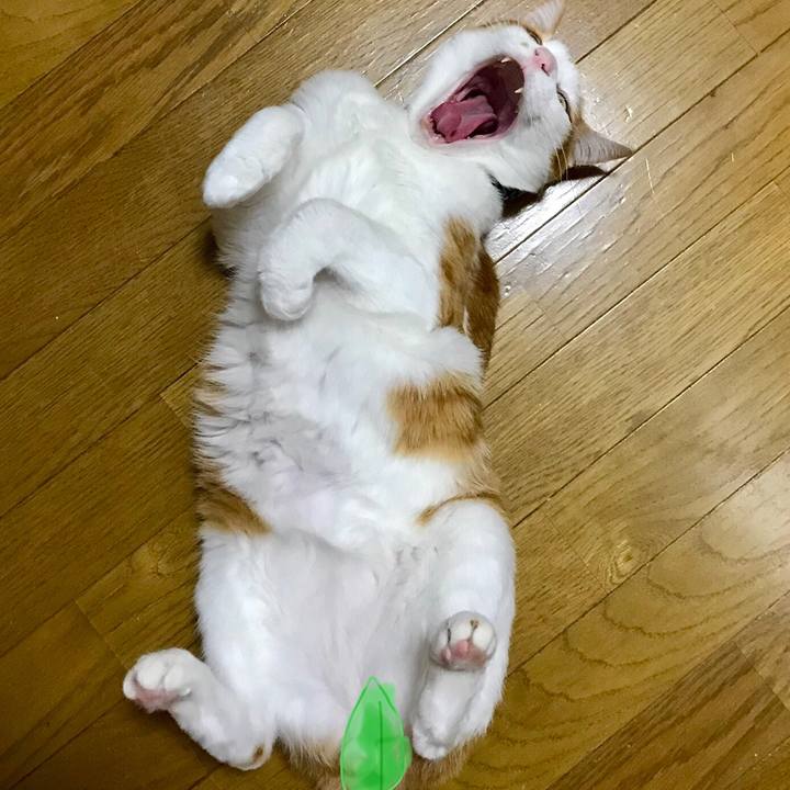 02009c88 78e0 4b33 8069 b16e52eab97a 1521553465666