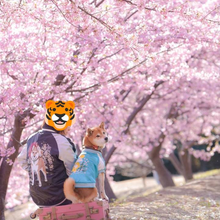 02043e71 2097 4362 a45d 373b65c8d9f8 1709722340999