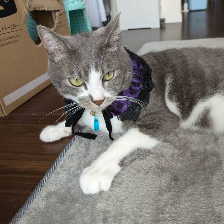 02067dfc 7846 46bf bca4 f648d92bfa4e 1728887565039